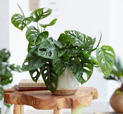 MONSTERA MONKEY MASK VASO 17CM
