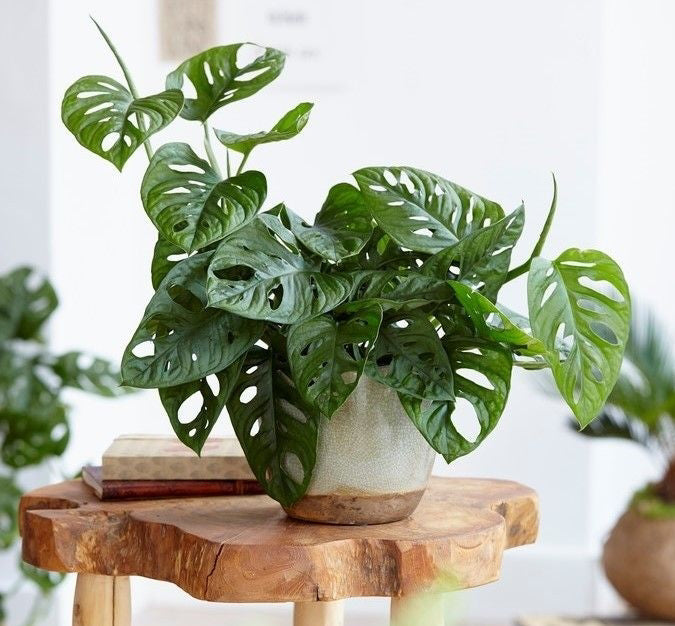 MONSTERA MONKEY MASK VASO 17CM