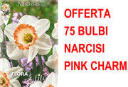OFFERTA 75 BULBI NARCISO LARGE CUPPED FLOWER PINK CHARM