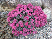 3 PIANTE DI SEDUM CAUTICOLA VASO 10CM