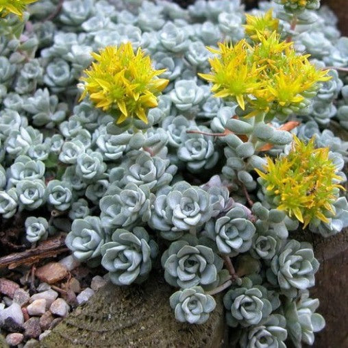 SEDUM SPATHIFOLIUM CAPE BLANCO  VASO 13CM