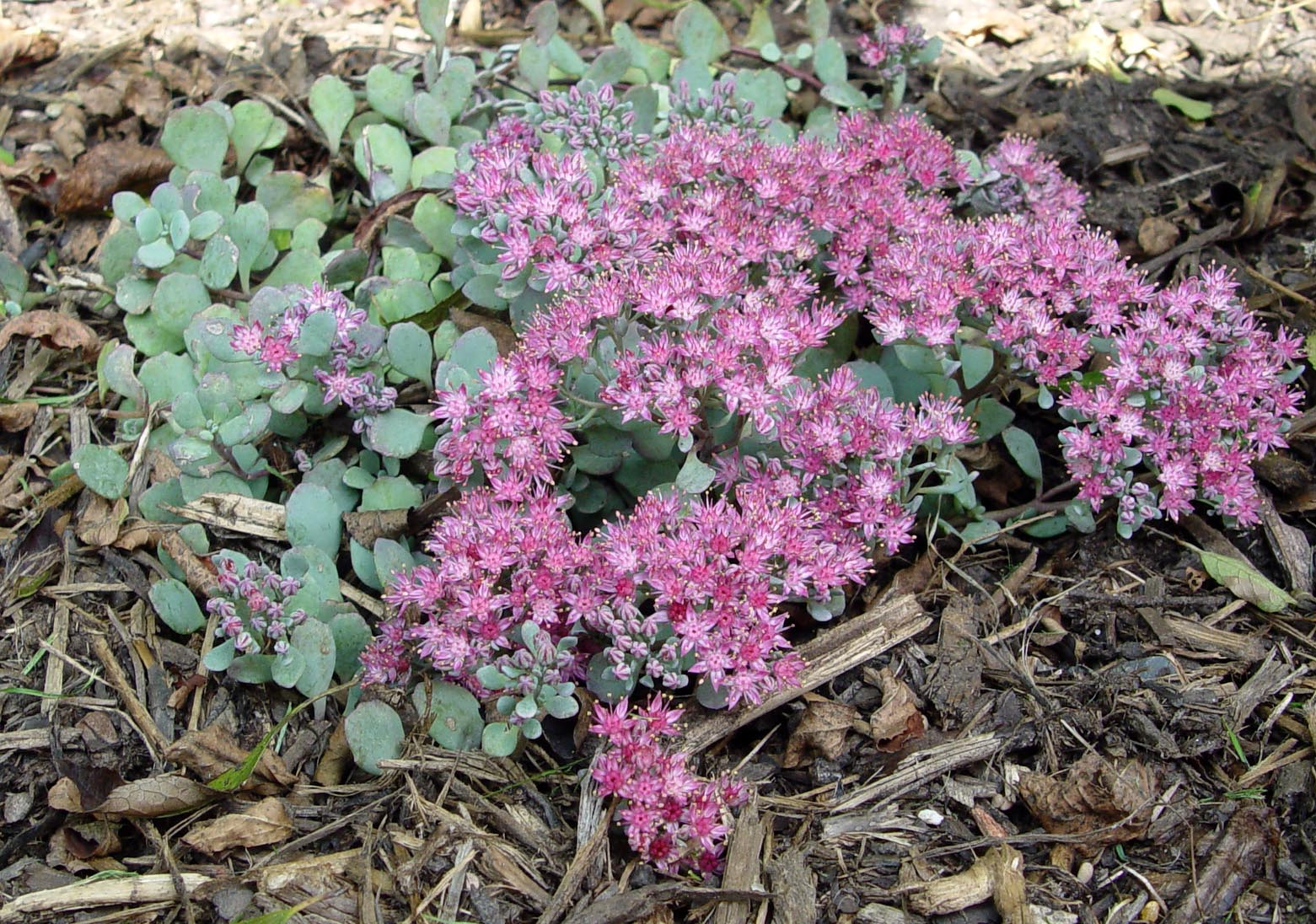 3 PIANTE DI SEDUM CAUTICOLA VASO 10CM