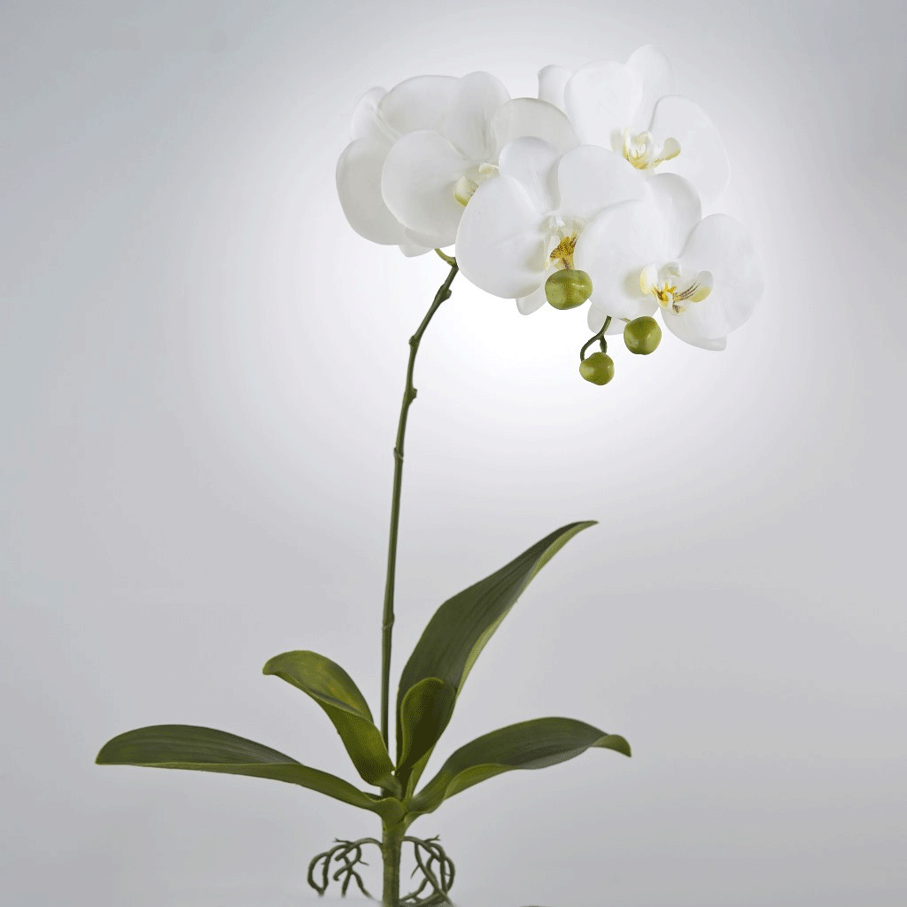 ORCHIDEA PHALAENOPSIS CON FOGLIE 93CM BIANCA