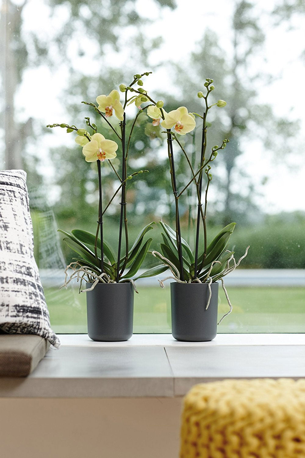 VASO ORCHIDEE B.FOR SOFT ORCHID HIGH 12,5CM COLORE A SCELTA