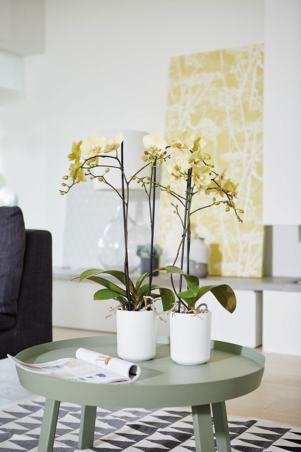 VASO ORCHIDEE B.FOR SOFT ORCHID HIGH 12,5CM COLORE A SCELTA
