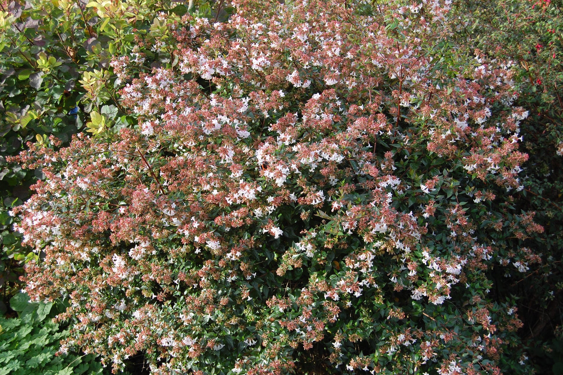 ABELIA GRANDIFLORA VASO 17CM