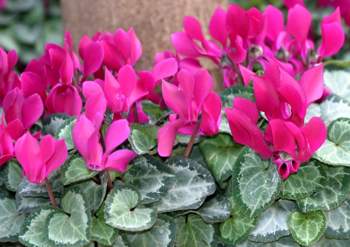 CICLAMINO COLORI ASSORTITI FUCSIA BIANCHI ROSSI VASO 14CM