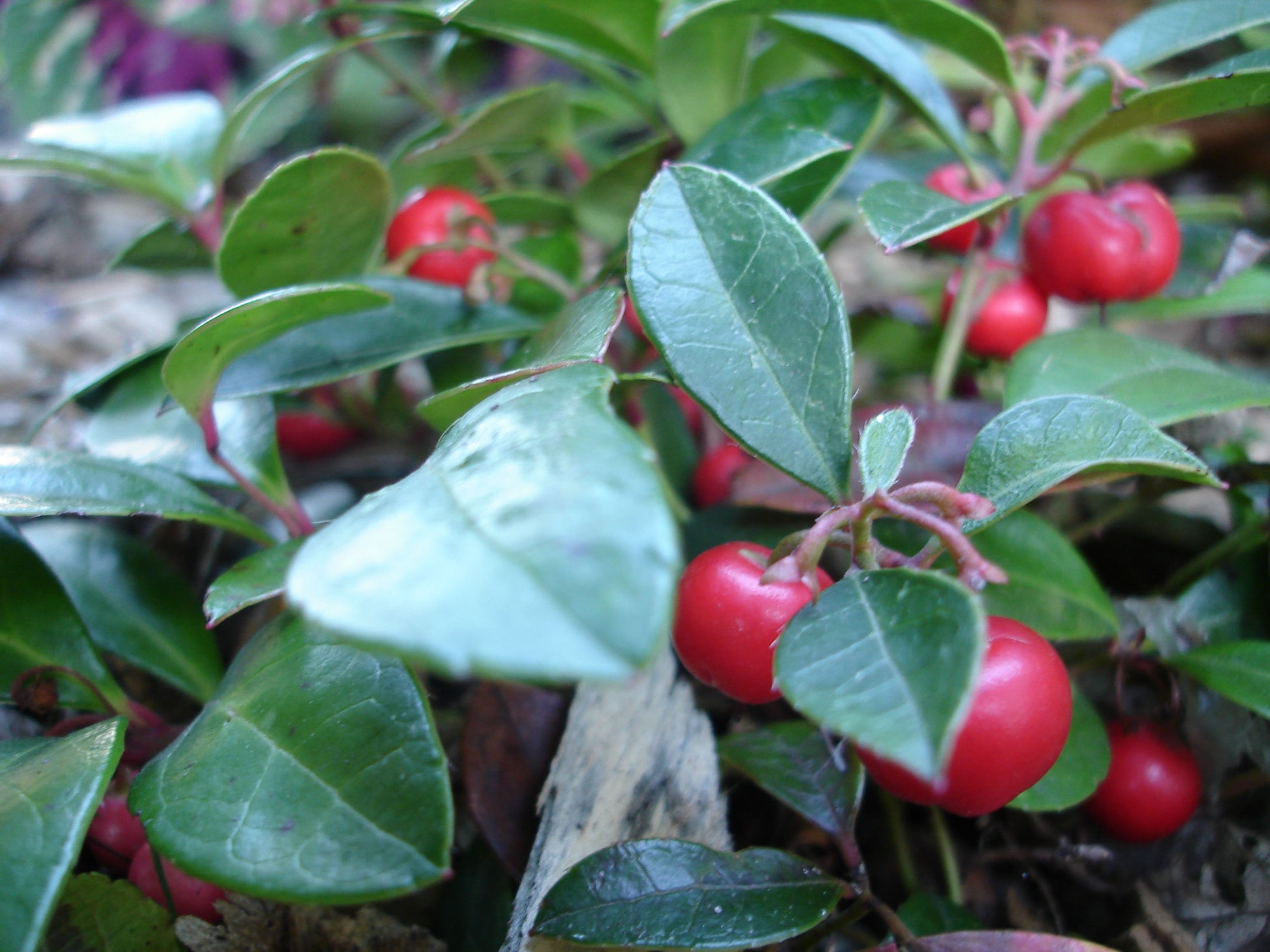 GAULTHERIA PROCUMBENS TE' DEL CANADA