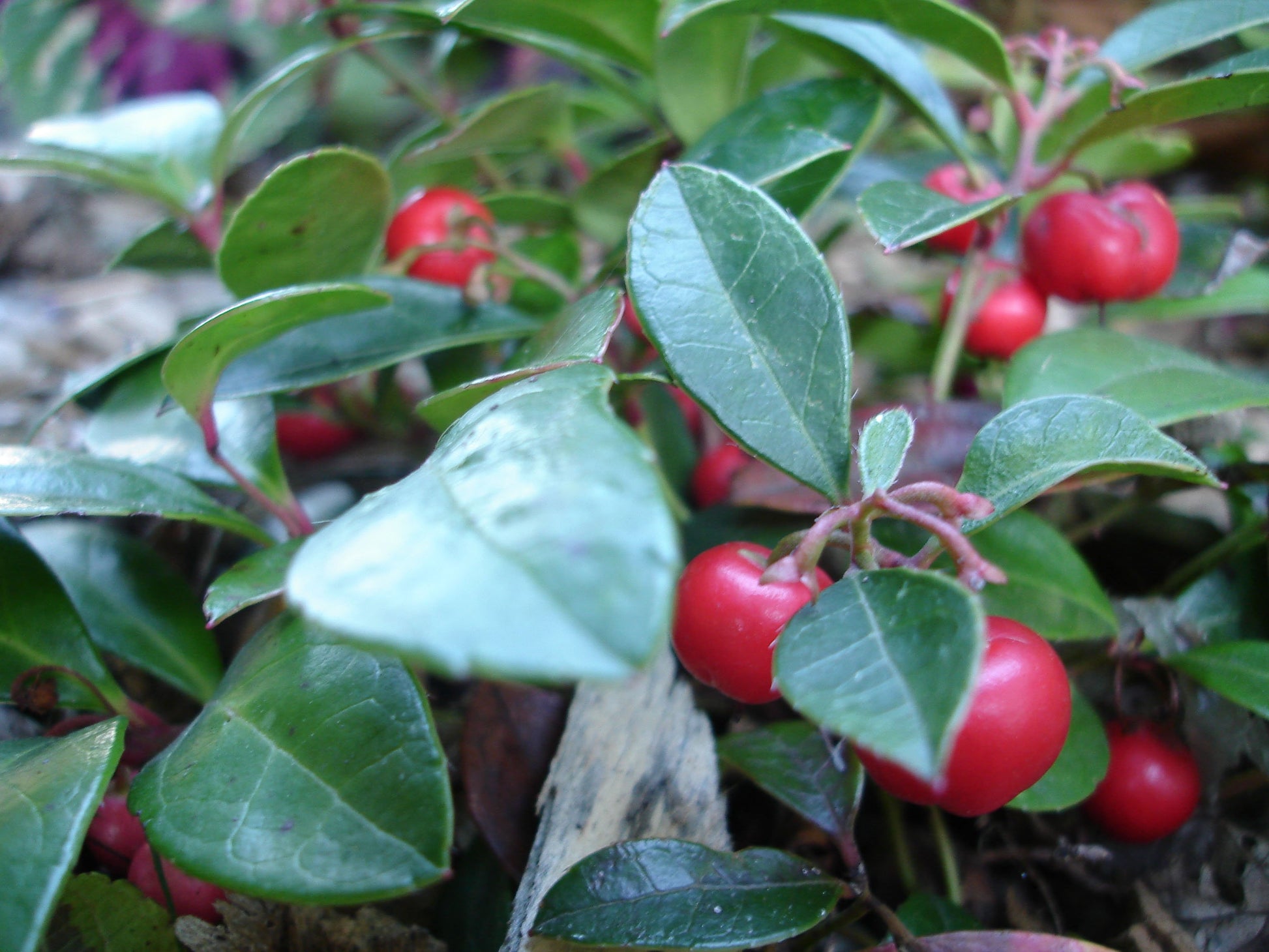 GAULTHERIA PROCUMBENS RED DIAMOND VASO 12CM