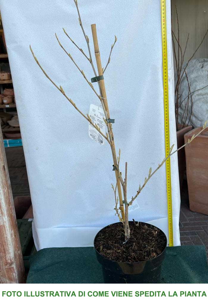 HAMAMELIS INTERMEDIA ORANGE BEAUTY ARANCIONE VASO 23CM