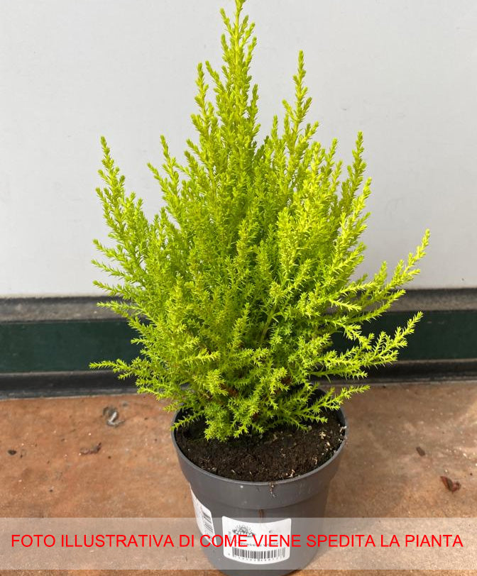CUPRESSUS GOLDEN CREST CIPRESSO WILMA VASO 10.5CM