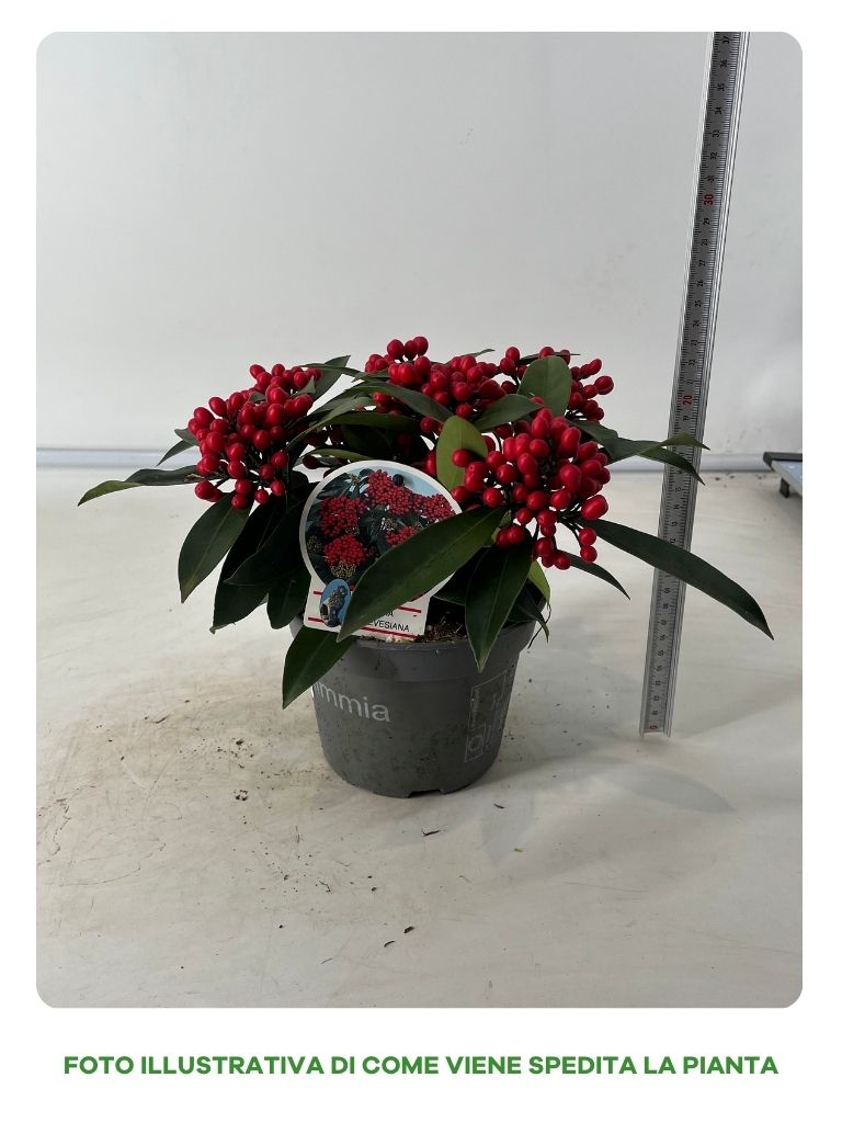 SKIMMIA IN VASO DA 14CM