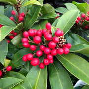 SKIMMIA JAPONICA PASSION IN VASO DA 24CM