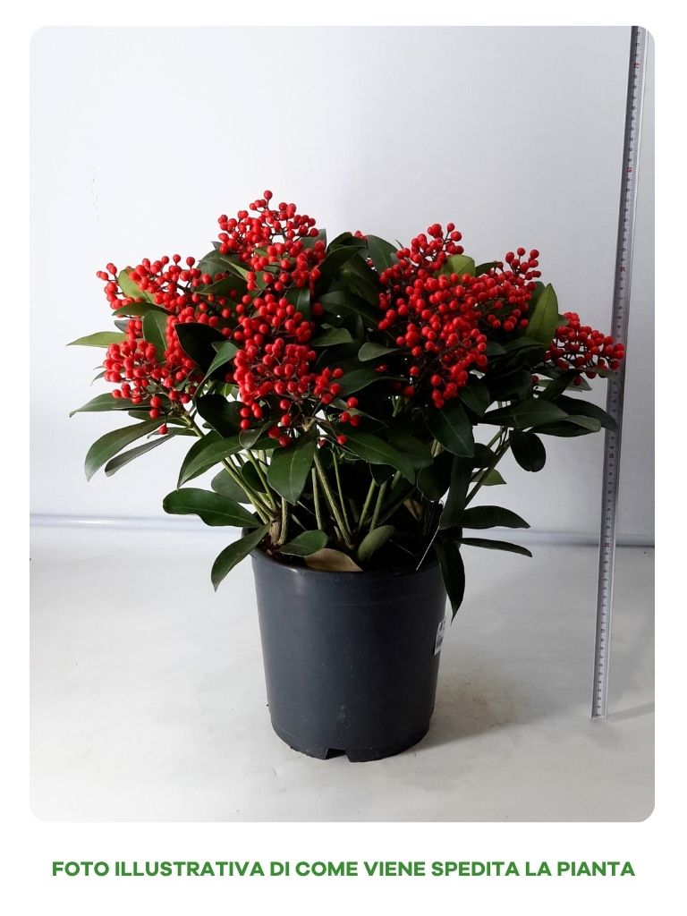 SKIMMIA JAPONICA PASSION IN VASO DA 24CM