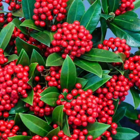 SKIMMIA O'BERRY IN VASO DA 13CM
