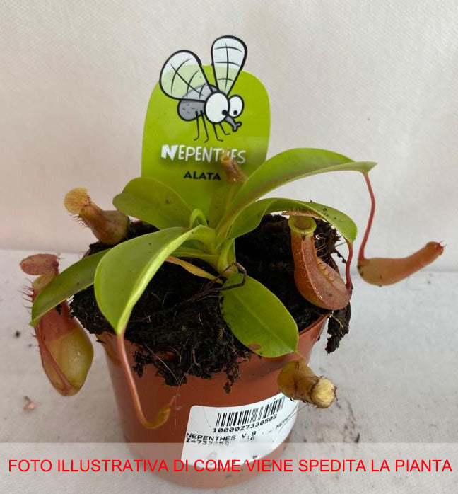PIANTA CARNIVORA NEPENTHES VASO 9CM