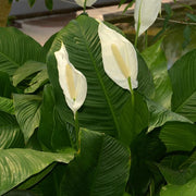 SPATHIPHILLUM MARTINA VASO 21CM