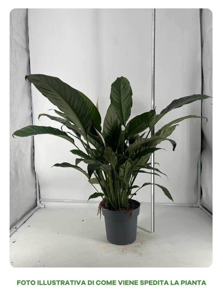 SPATHIPHILLUM MARTINA VASO 21CM
