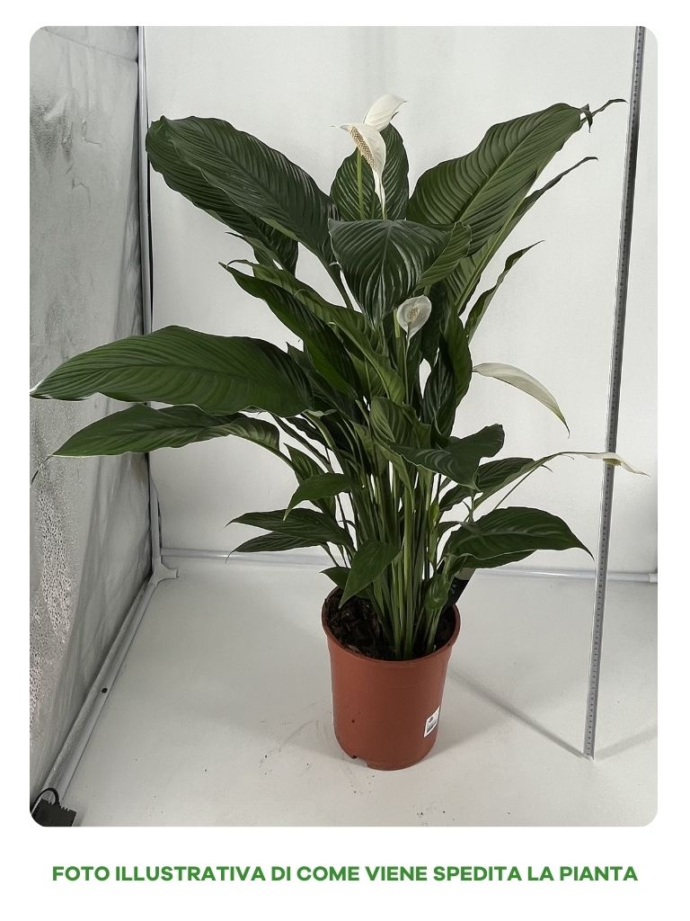 SPATHIPHYLLUM SWEET SEBASTIANO VASO 24CM