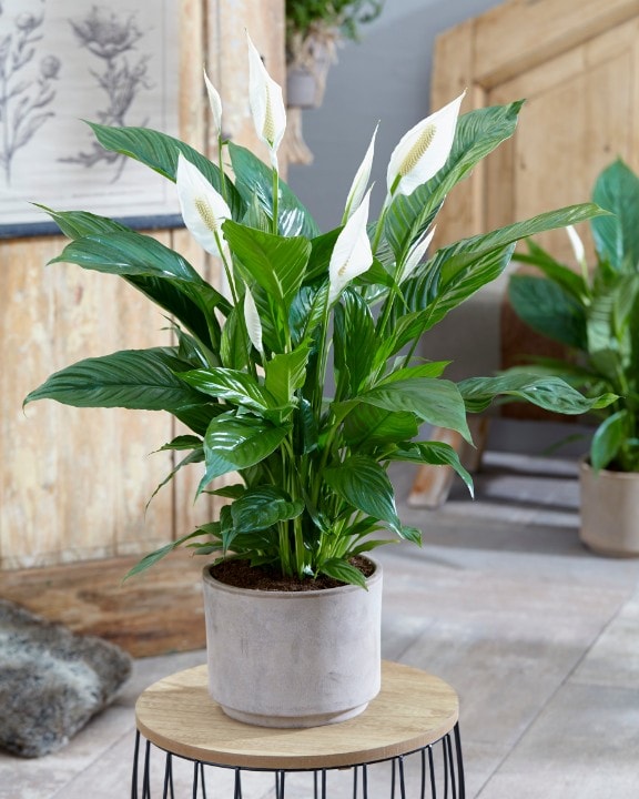 SPATHIPHYLLUM VIVALDI BIANCO VASO 18CM