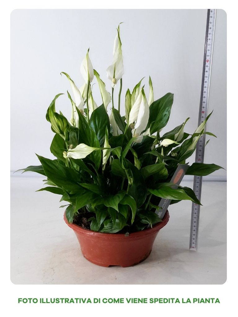SPATHIPHYLLUM BELLINI IN CIOTOLA DA 23CM