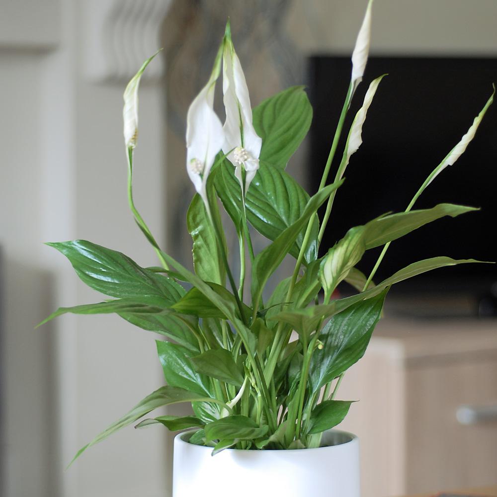 SPATHIPHYLLUM TORELLI BIANCO VASO 12CM