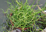JUNCUS EFFUSUS SPIRALIS VASO 17CM
