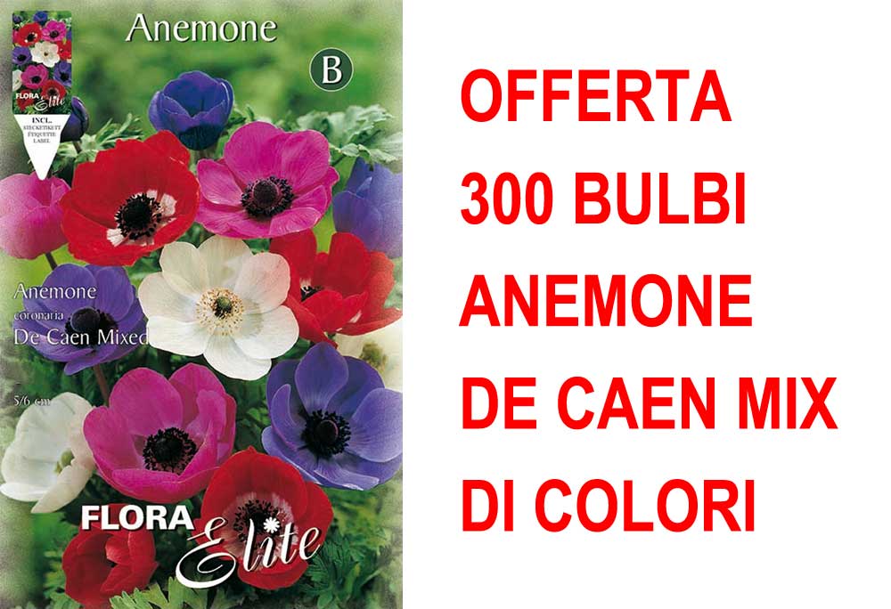 OFFERTA 300 BULBI ANEMONE DE CAEN MIX
