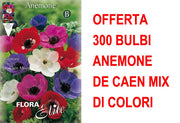OFFERTA 300 BULBI ANEMONE DE CAEN MIX