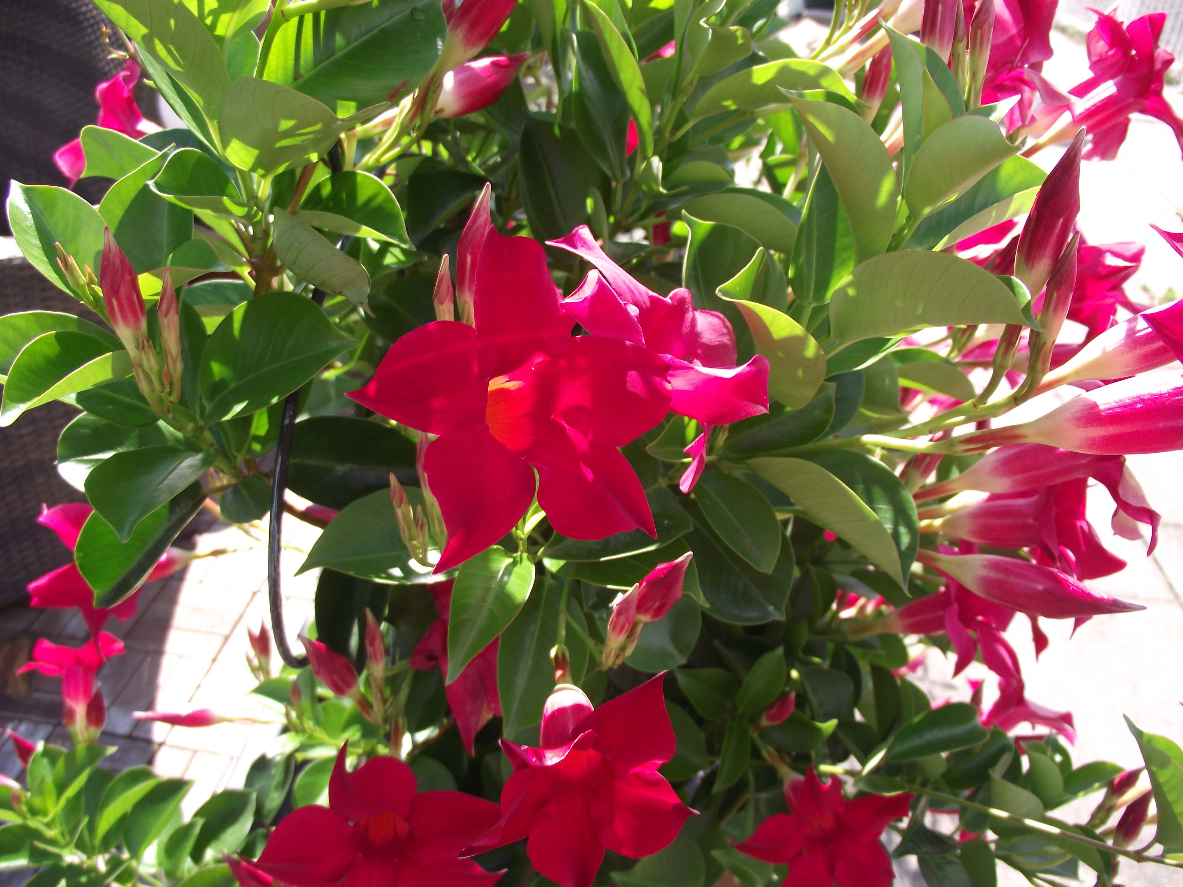 6 PIANTE DI DIPLADENIA ROSSA VASO 14CM