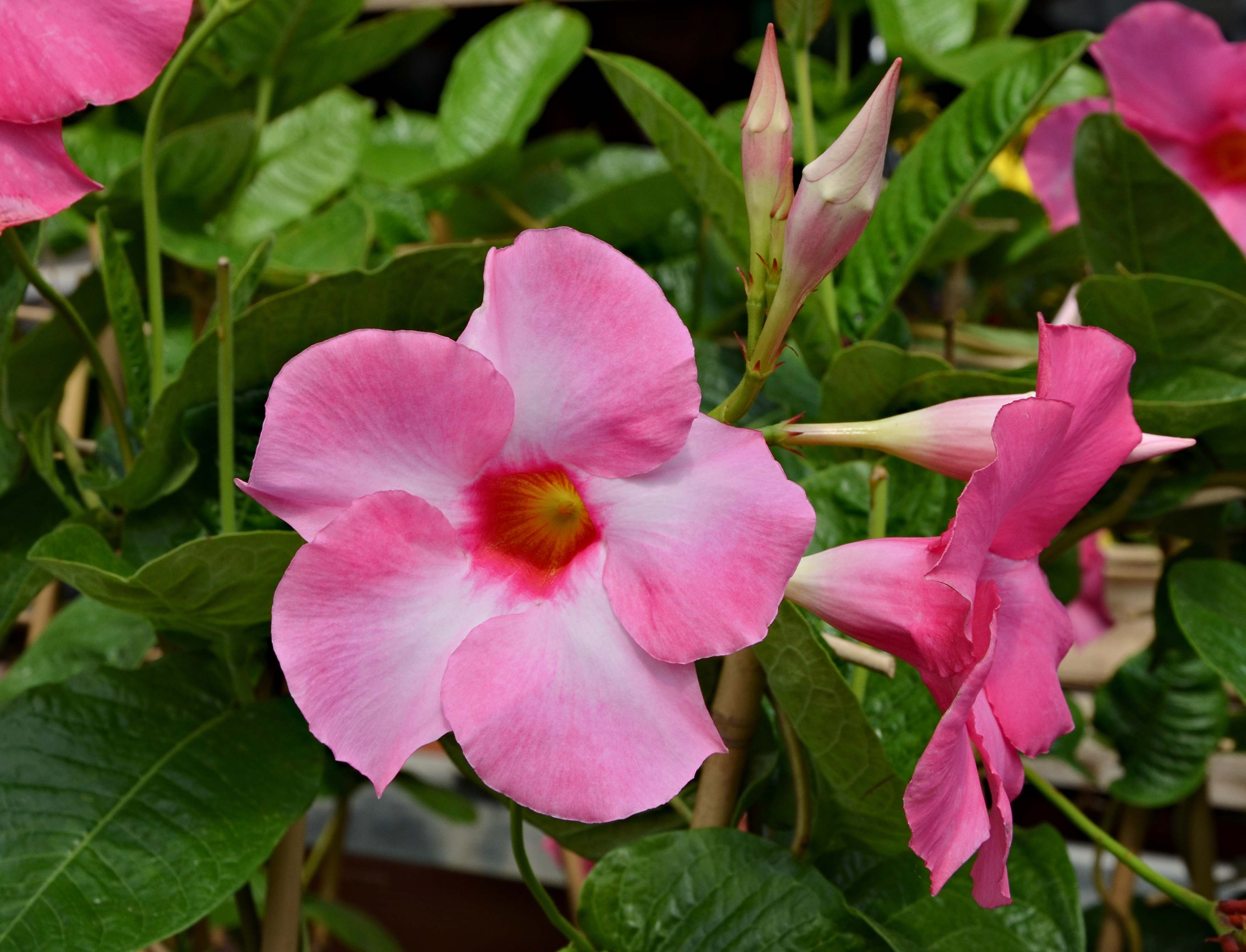 6 PIANTE DI DIPLADENIA ROSA VASO 14CM