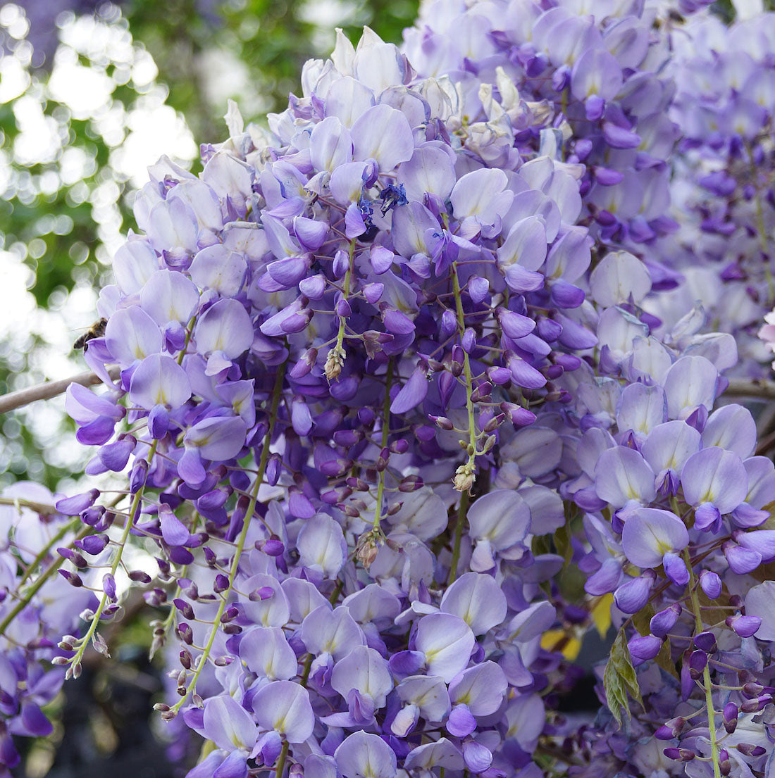 GLICINE WISTERIA SINENSIS PROFILIC VASO 17CM