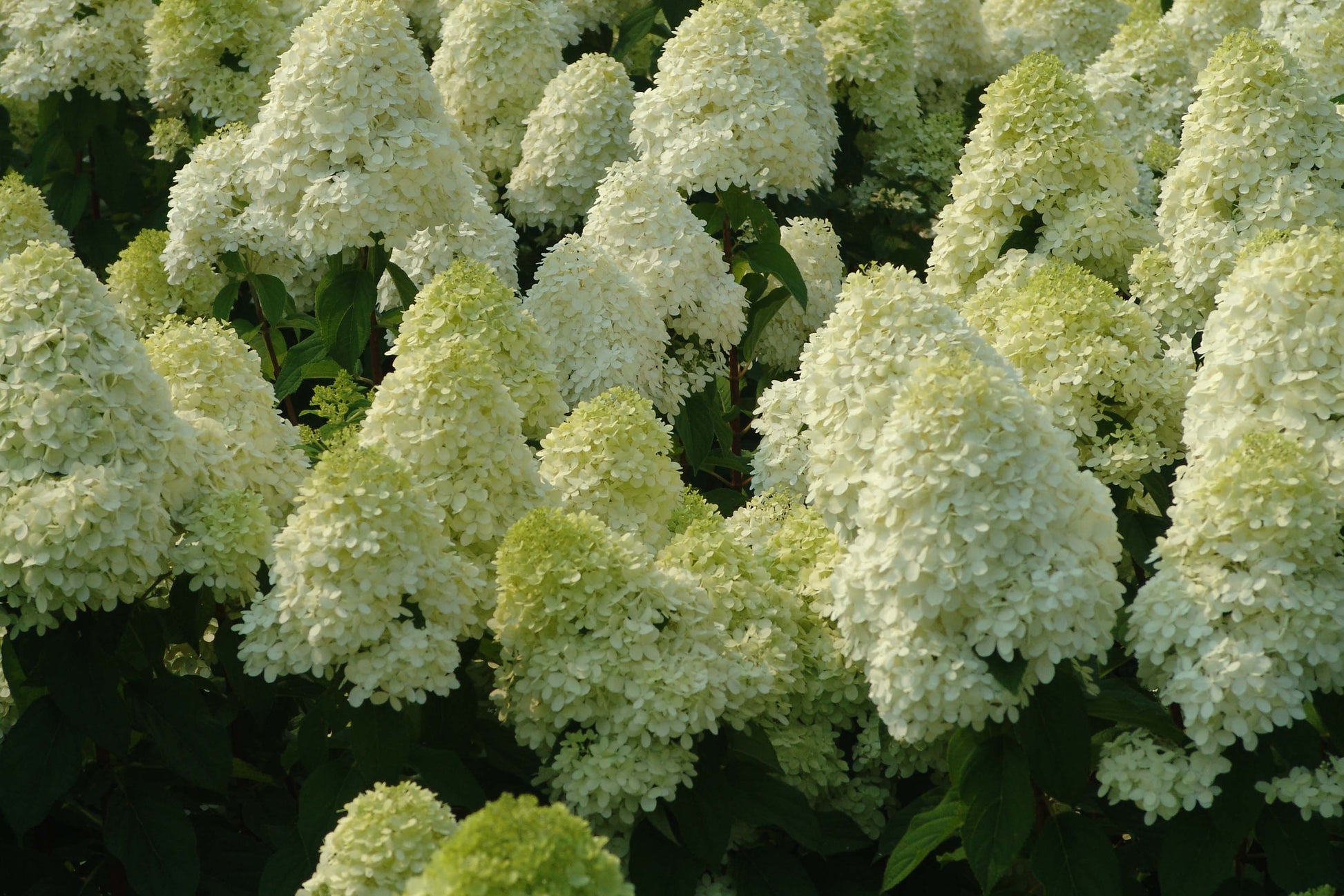 ORTENSIA HYDRANGEA PANICULATA LIMELIGHT VASO 18CM