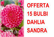 OFFERTA 15 BULBI DAHLIA BALL SANDRA