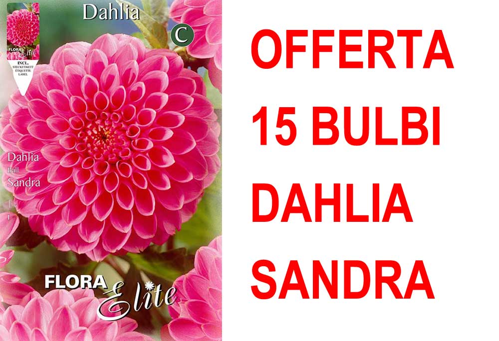 OFFERTA 15 BULBI DAHLIA BALL SANDRA