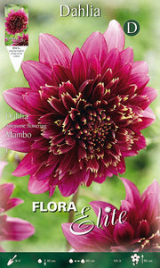 DAHLIA ANEMONE FLEUR MAMBO (PAQUET DE 1 BULBE)