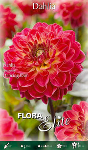 DAHLIA DECORATIVE DANCING DON (CONFEZIONE DA 1 BULBO)