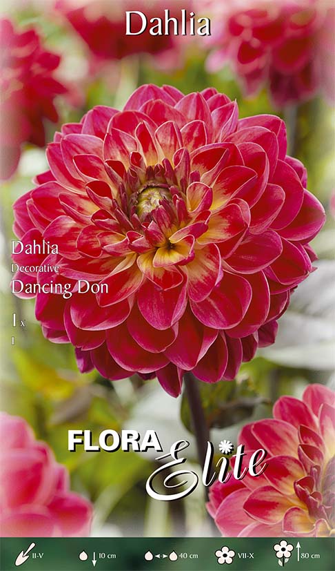 DAHLIA DECORATIVE DANCING DON (CONFEZIONE DA 1 BULBO)