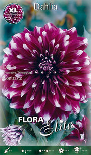DAHLIA DECORATIVE DINNERPLATE CONTRASTE (CONFEZIONE DA 1 BULBO)