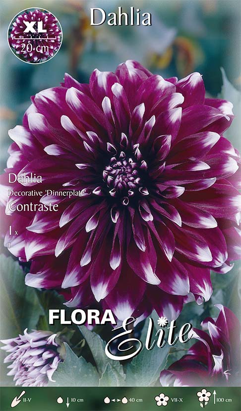 DAHLIA DECORATIVE DINNERPLATE CONTRASTE (CONFEZIONE DA 1 BULBO)