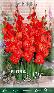 GLADIOLI GLADDIES PATTY (CONFEZIONE DA 15 BULBI)