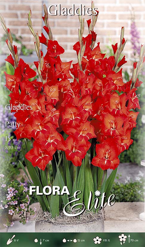 GLADIOLI GLADDIES PATTY (CONFEZIONE DA 15 BULBI)