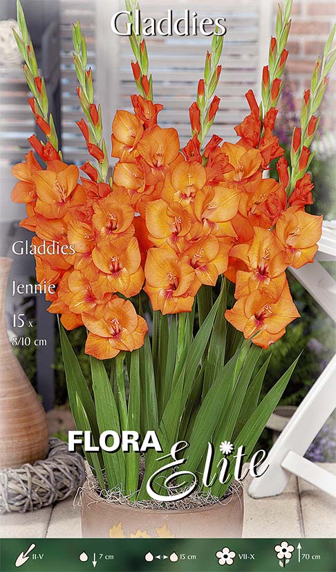 GLADIOLI GLADDIES JENNIE (CONFEZIONE DA 15 BULBI)