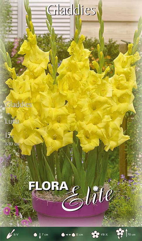 GLADIOLI GLADDIES LUNA (CONFEZIONE DA 15 BULBI)