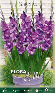 GLADIOLI GLADDIES KIM (CONFEZIONE DA 15 BULBI)