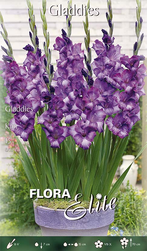 GLADIOLI GLADDIES KIM (CONFEZIONE DA 15 BULBI)