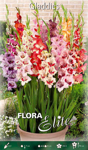 GLADIOLI MIX (CONFEZIONE DA 15 BULBI)