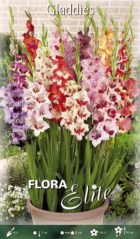 GLADIOLI MIX (CONFEZIONE DA 15 BULBI)