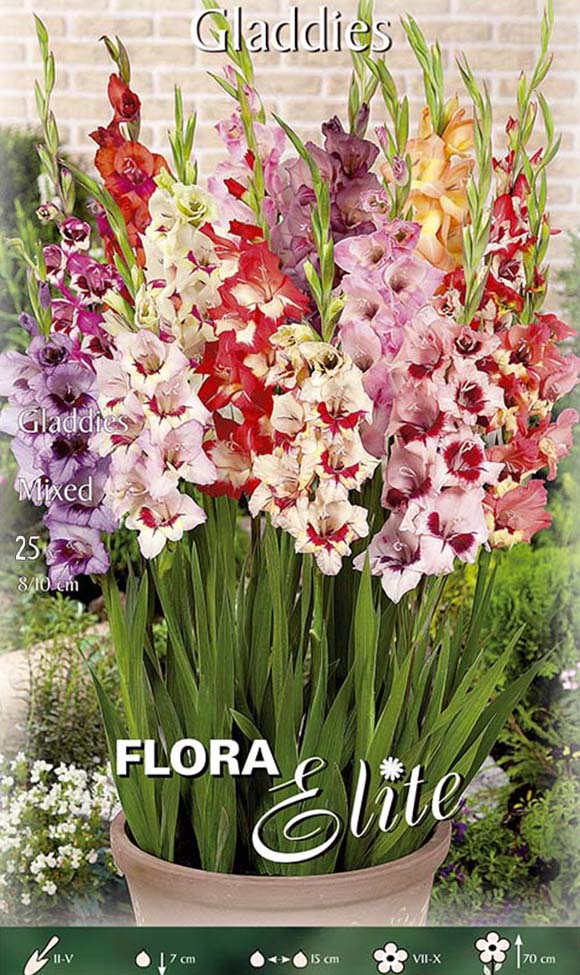 GLADIOLI GLADDIES MIXED (CONFEZIONE DA 25 BULBI)