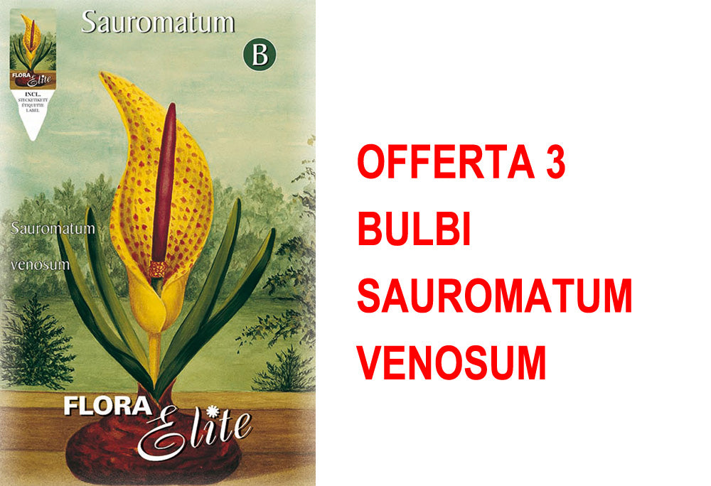 OFFERTA 3 BULBI SAUROMATUM VENOSUM